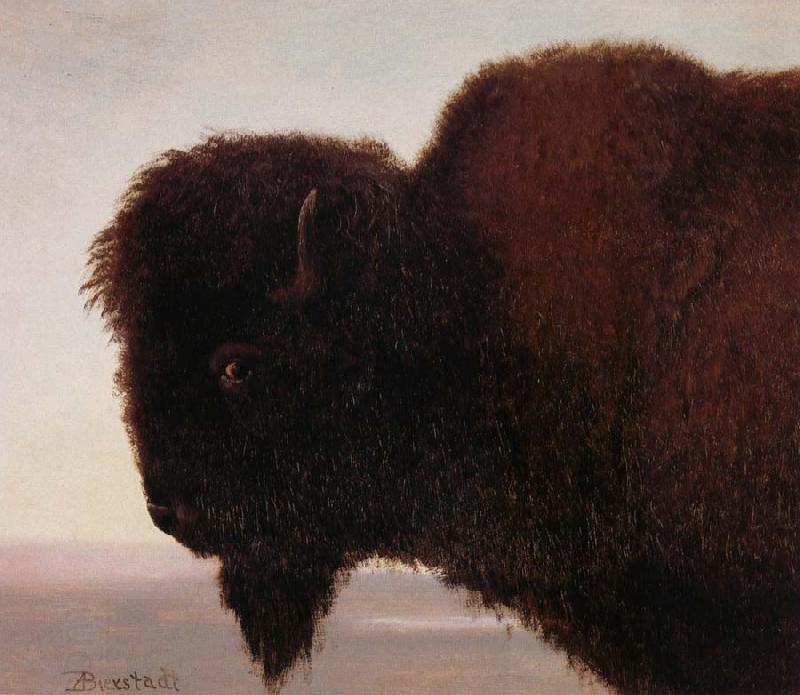 Albert Bierstadt Buffalo Head China oil painting art